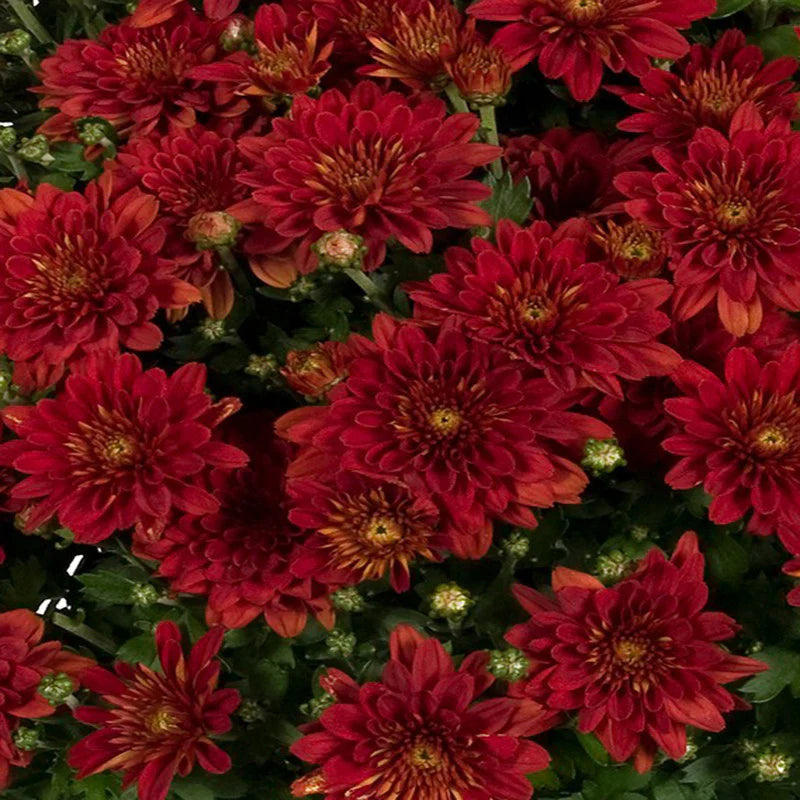 Deep Red flower seeds