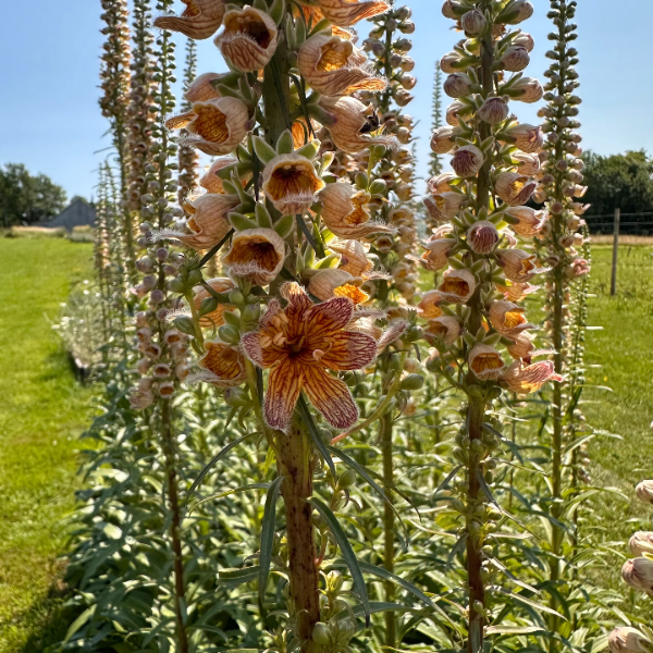 Rusty Foxglove plant