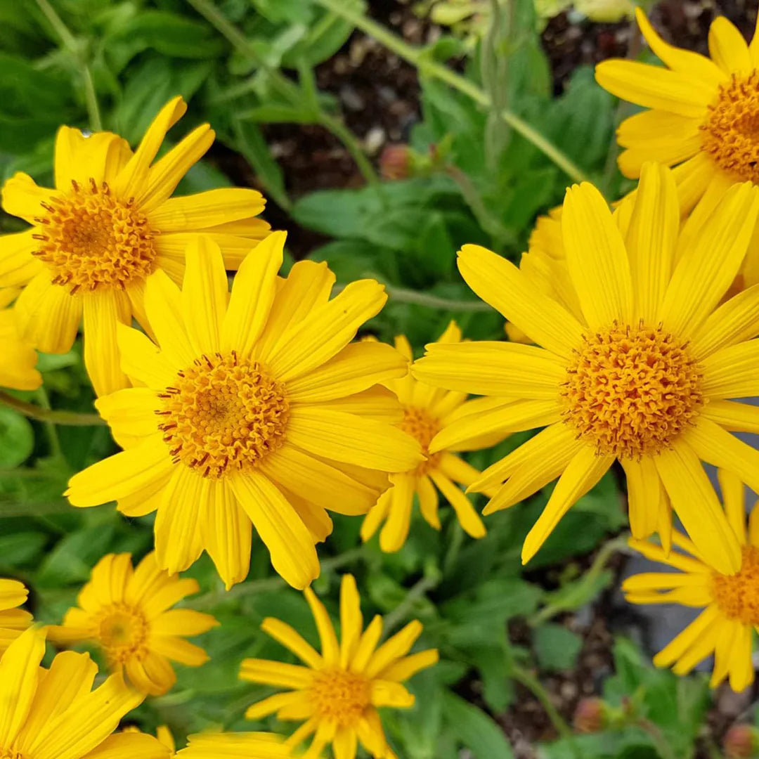 Arnica Montana flower seeds