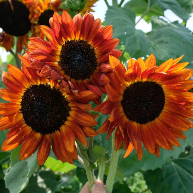Bicolor Sunflower plant