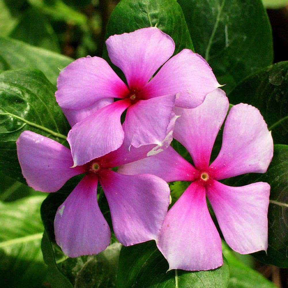Annual Periwinkle plant