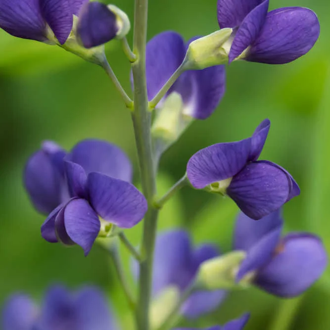 Blue Wild Indigo plant