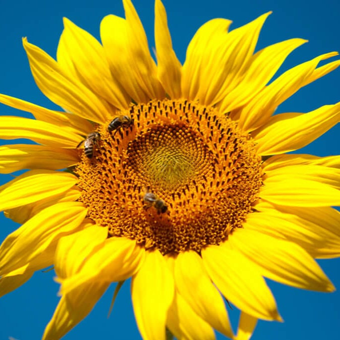 Grey Stripe Sunflower plant