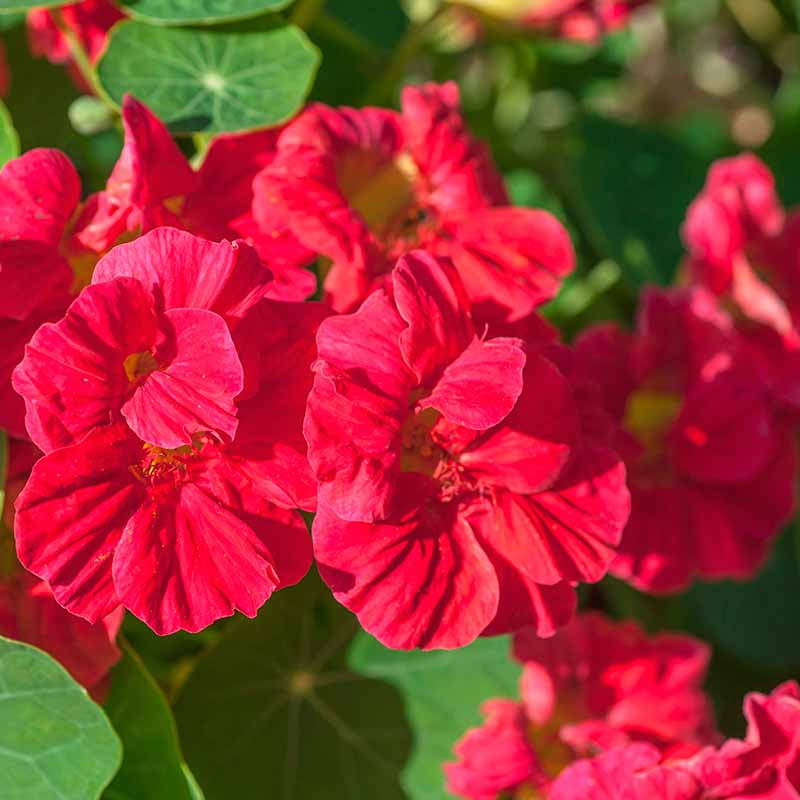 Rose Jewel Nasturtium plant