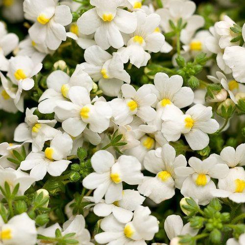 White Nemesia Strumosa Flower Seeds for Planting – Heirloom Non-GMO Garden Seeds
