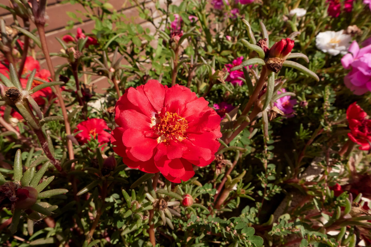 Red Portulaca Grandiflora plant
