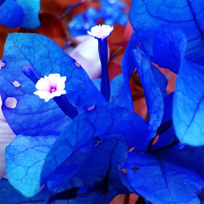 Blue Spectabilis Bougainvillea plant