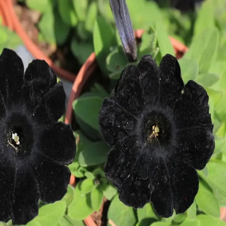 Petunia plant