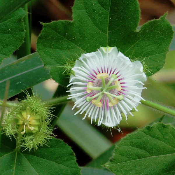 Alba Passiflora Foetida plant