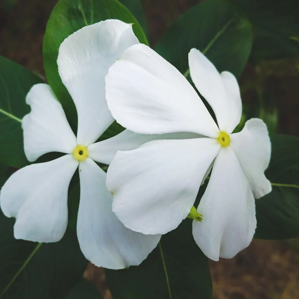 Catharanthus Roseus plant