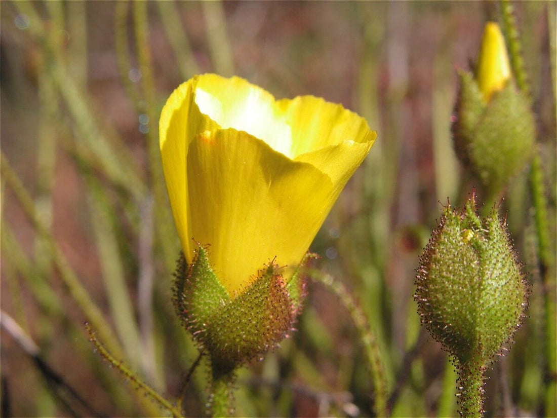 Drosophyllum flower seeds