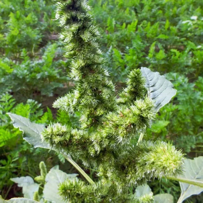 Retroflexus Amaranth plant