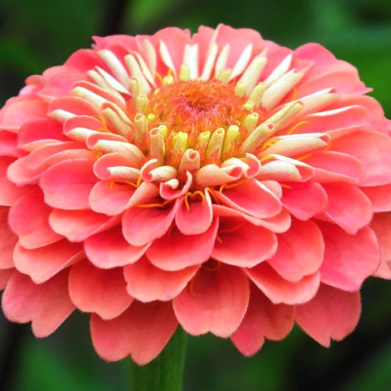 Orange and Pink Echinops Flower Seeds for Planting – Heirloom Non-GMO Garden Seeds