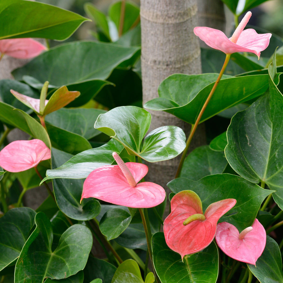 Anthurium flower seeds