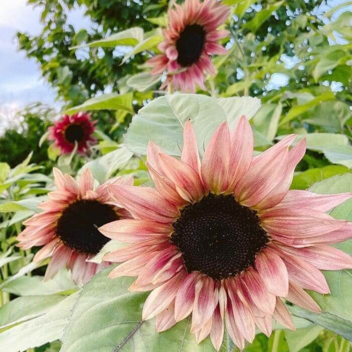Premium Pink Sunflower plant