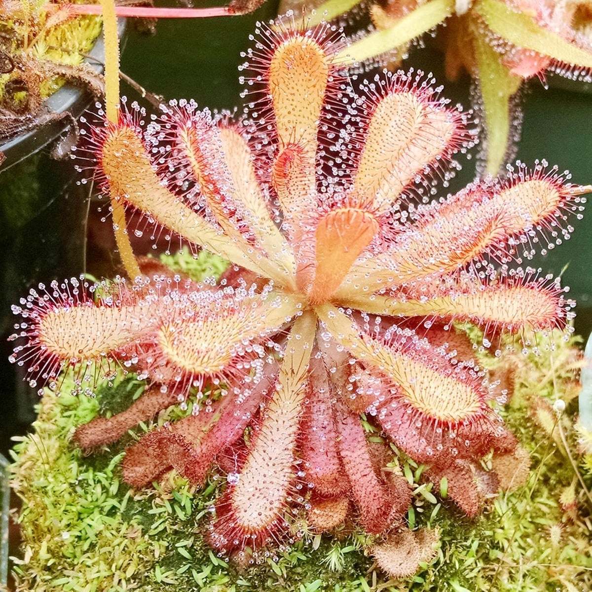 Carnivorous Sundew plant
