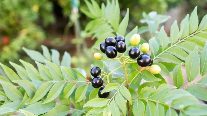 Curry Leaf Seeds for Planting – Murraya koenigii Herb Tree Seeds