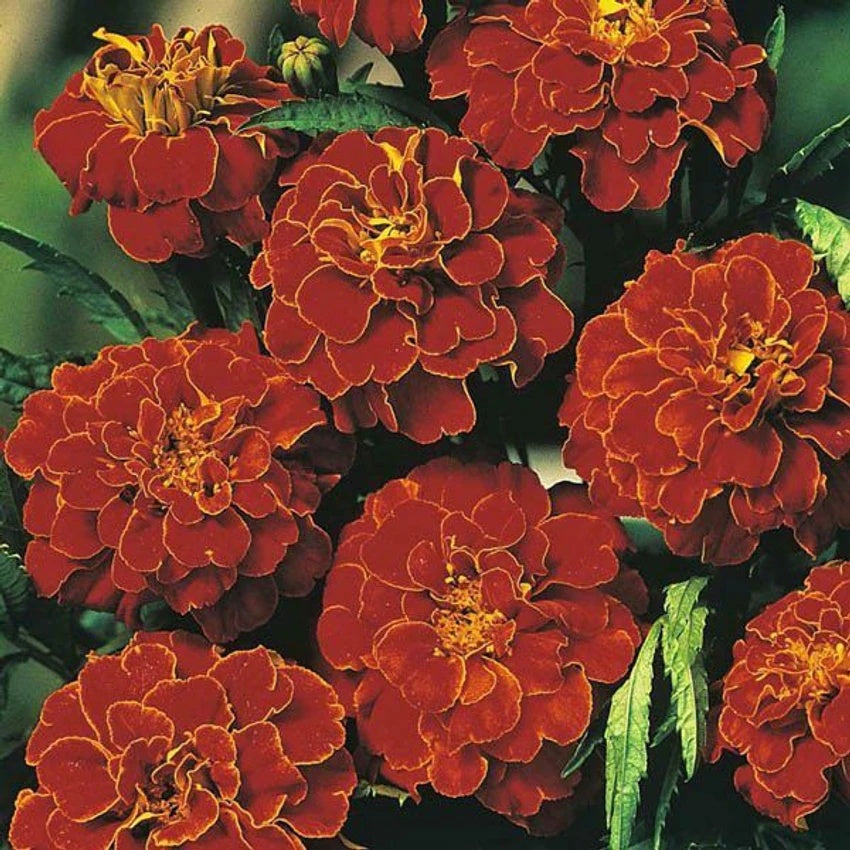& Yellow Marigold plant