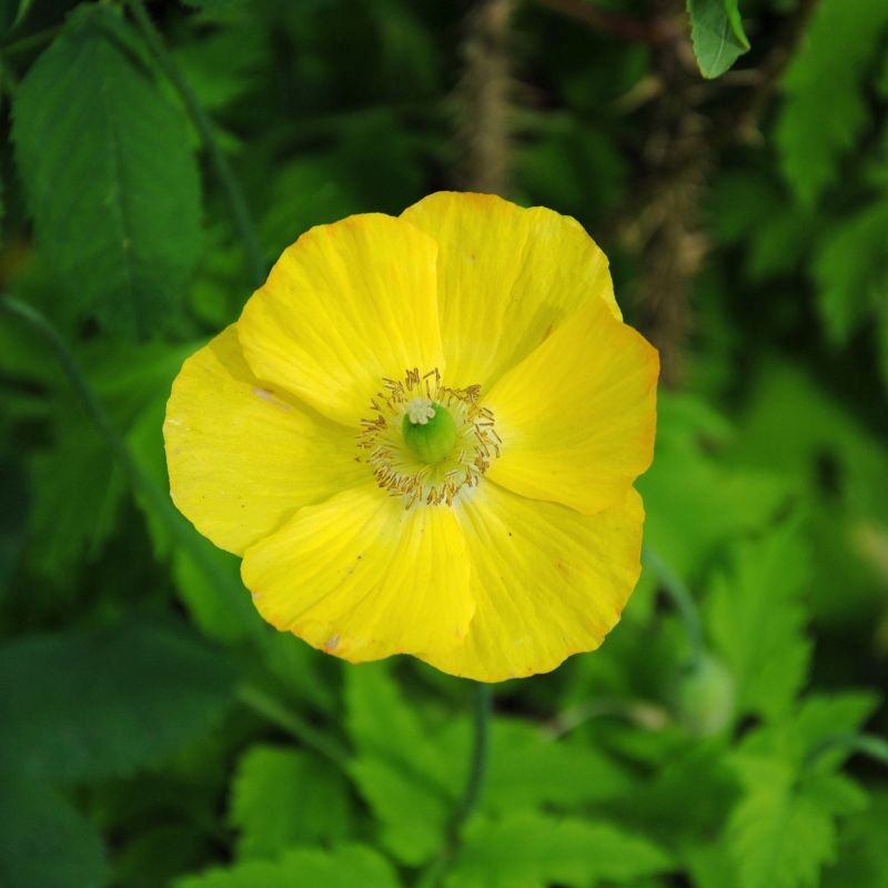 Meconopsis Cambrica flower seeds