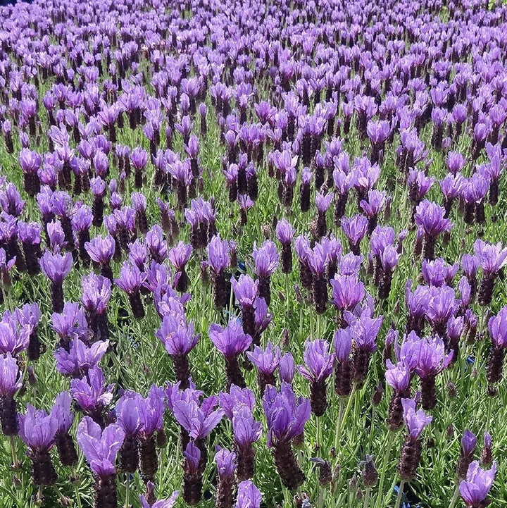 Lavender Avonview flower seeds