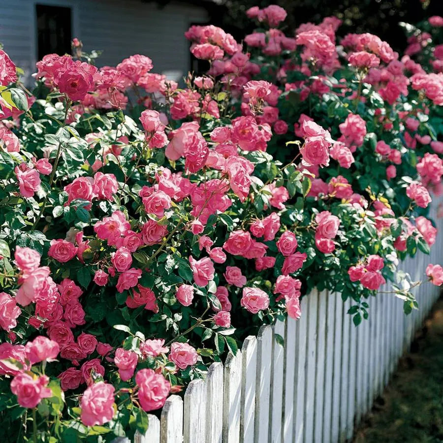 Pink Climbing flower seeds