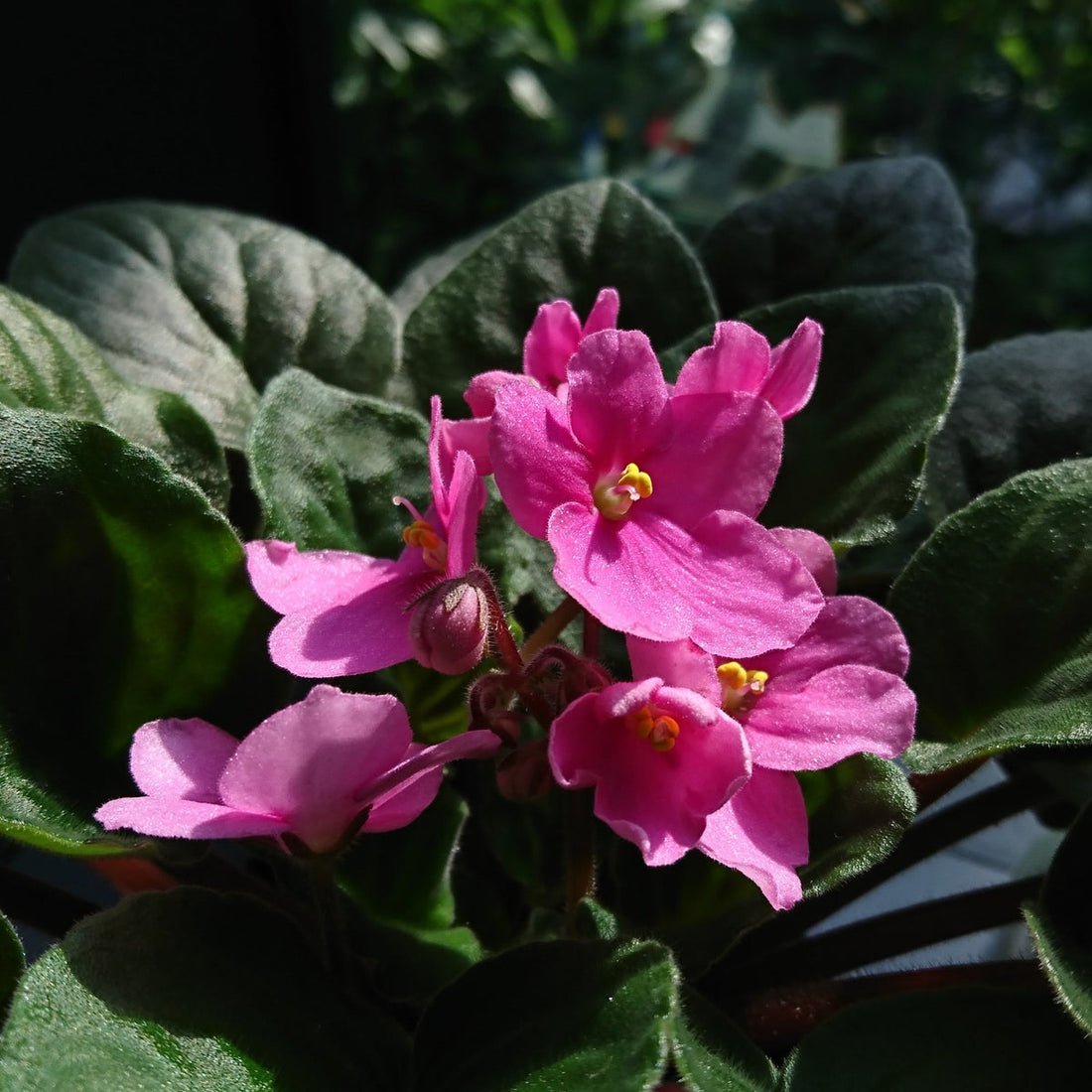 Baby Pink flower seeds