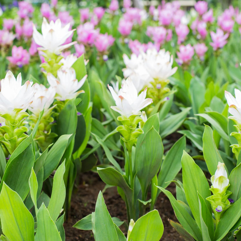 Curcuma Longa Flower Seeds for Planting – Heirloom Non-GMO Garden Seeds