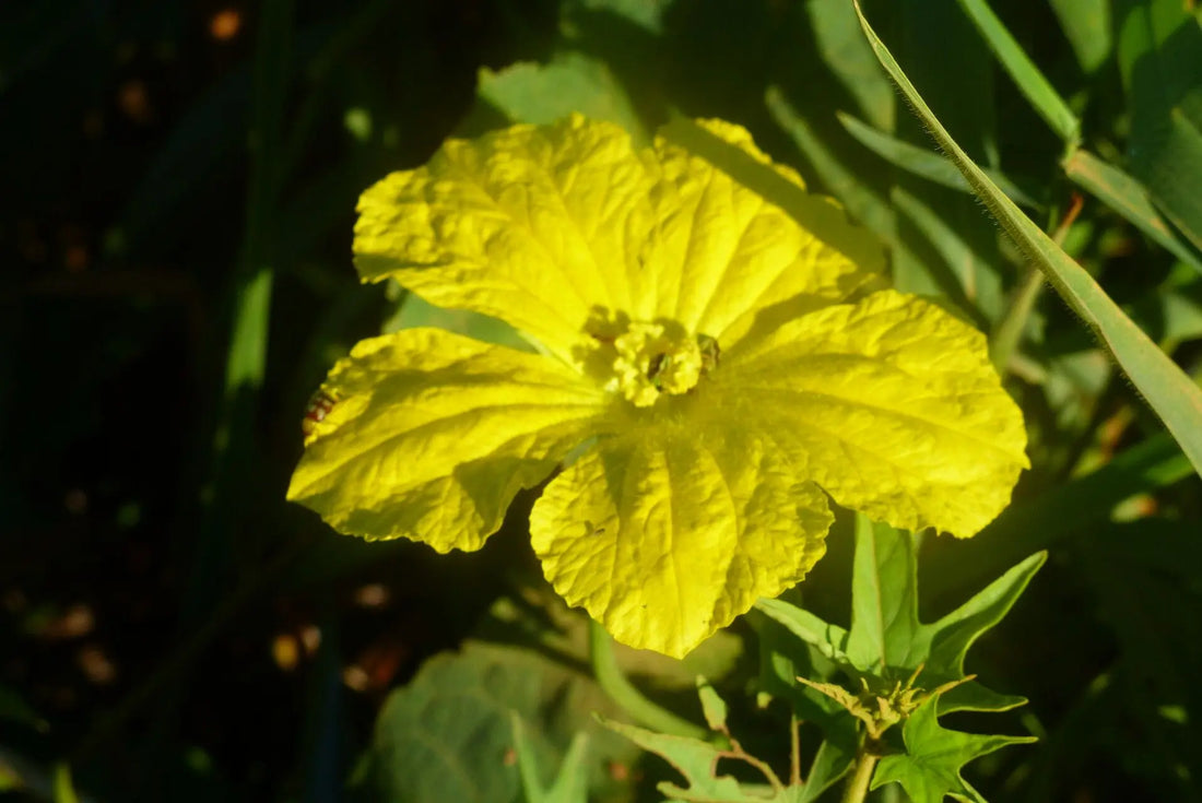 Luffa flower seeds