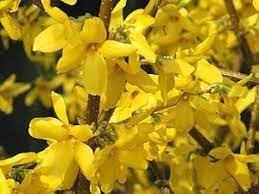 Forsythia flower seeds