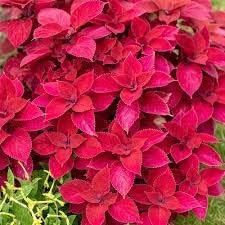 Red Coleus flower seeds