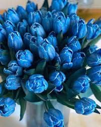Tulip Blue flower seeds