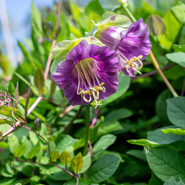 Cobaea Scandens flower seeds