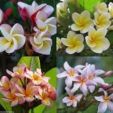 Frangipani flower seeds