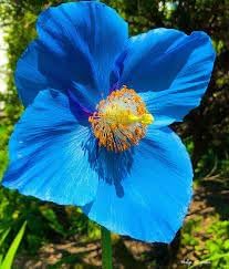 Himalayan flower seeds