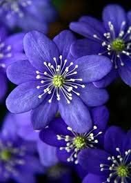 Blue Hepatica flower seeds
