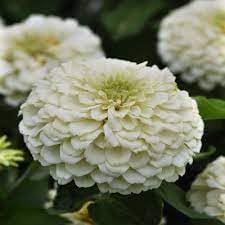 White Salmon flower seeds