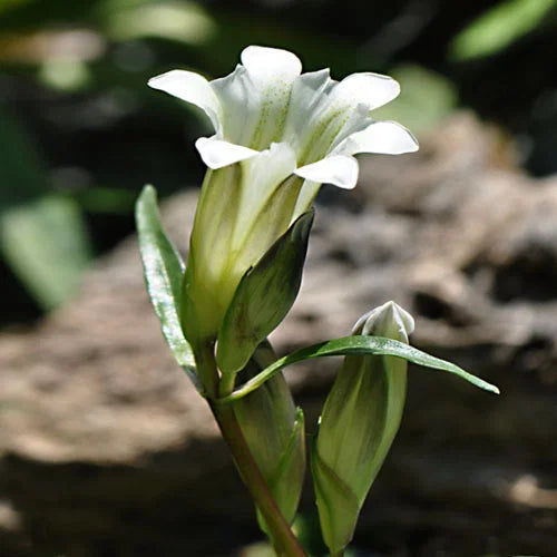 White Gentian flower seeds
