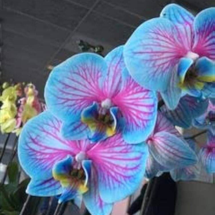 Pink Phalaenopsis Orchid plant