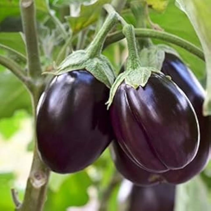 Ophelia Eggplant Seeds