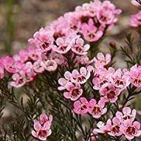Geraldton Wax flower seeds