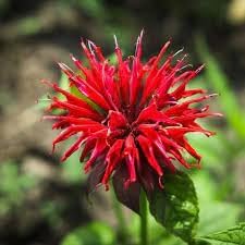 Monarda flower seeds