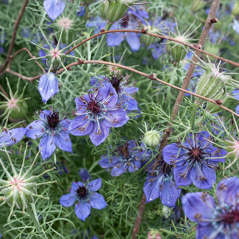 Midnight Blue flower seeds