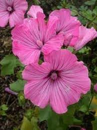Lavatera flower seeds