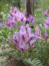 Astragalus Crassicarpus flower seeds