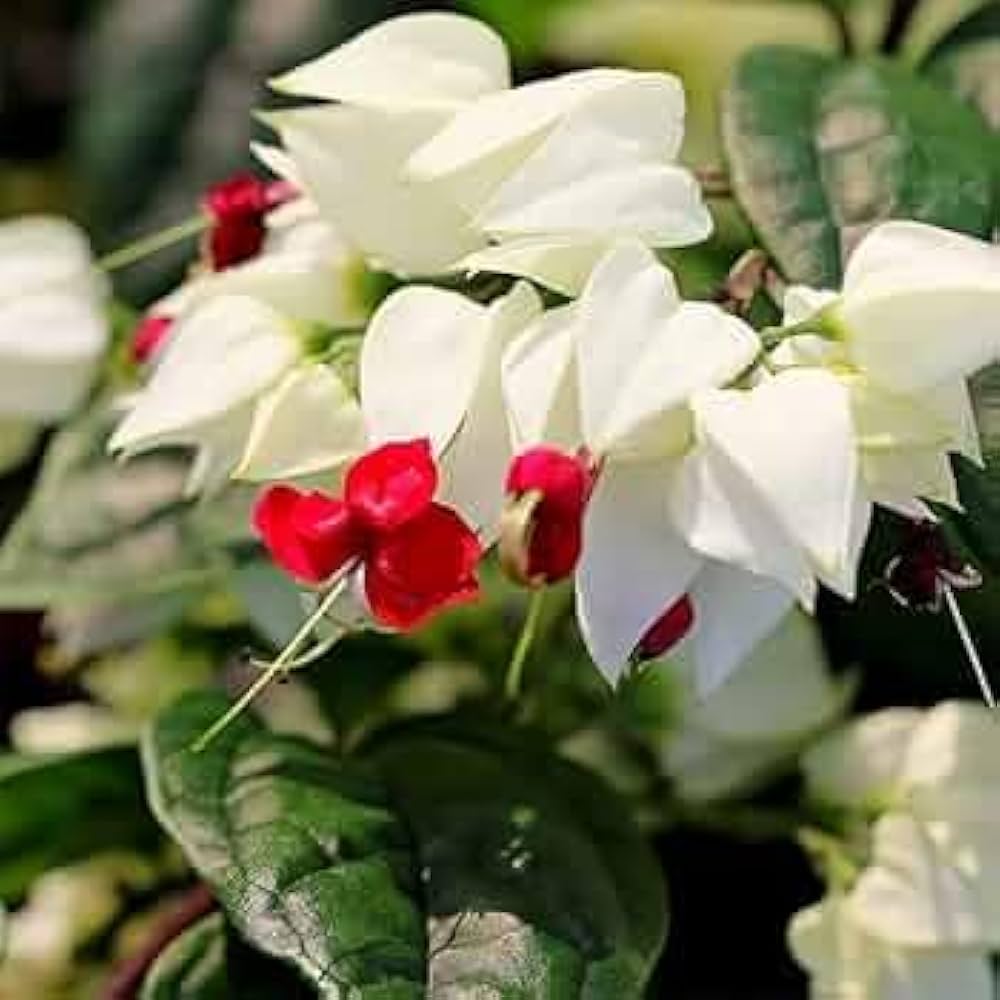 White Clerodendrum flower seeds