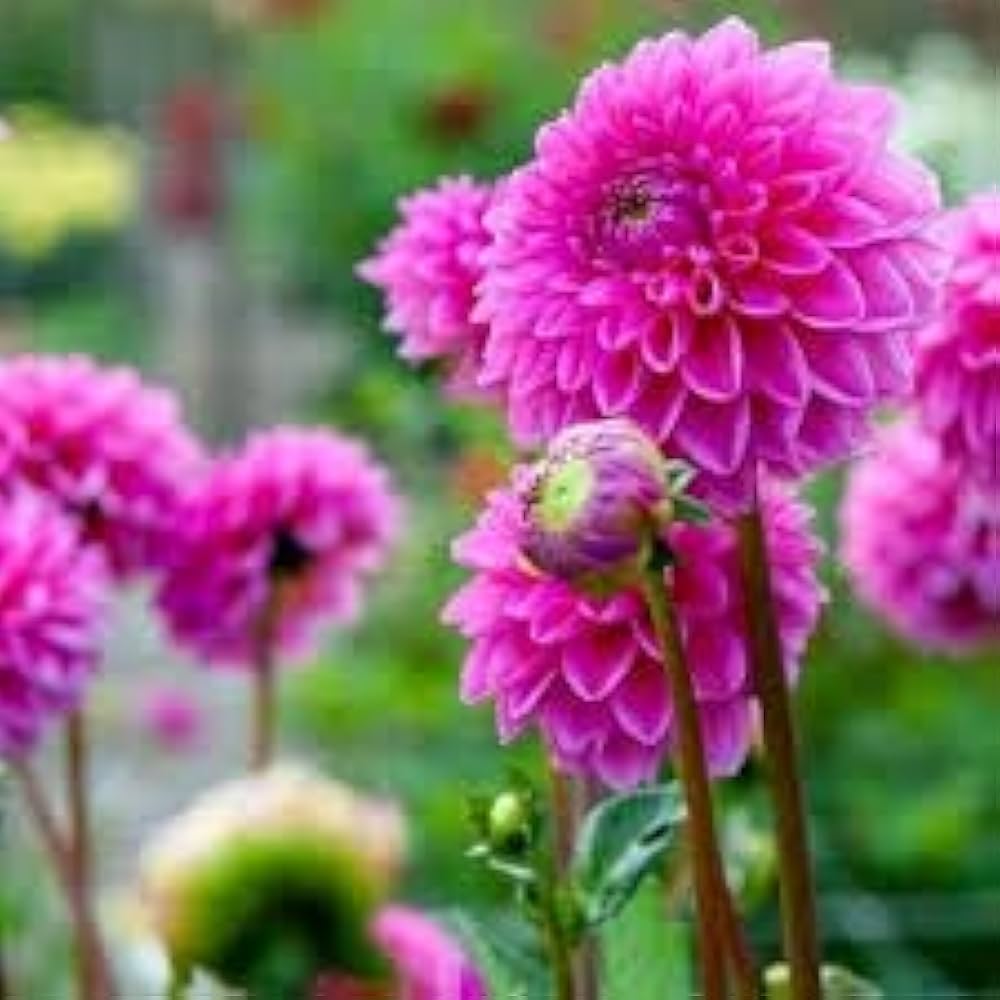 Pink Dahlia flower seeds