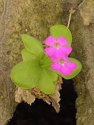 Moranensis flower seeds