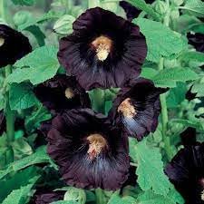 Hollyhock flower seeds