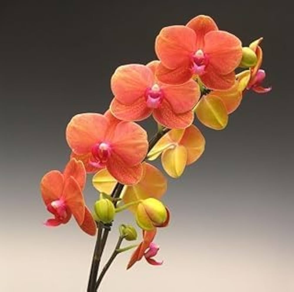 Deep Orange flower seeds