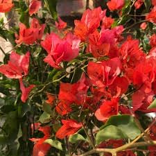 Bougainvillea flower seeds